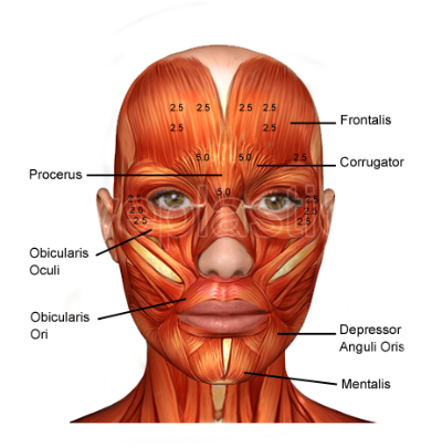 Diagram of face muscles with labeled parts including the orbicularis oculi, zygomaticus major, and masseter muscles